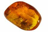 Detailed Fossil Fly (Diptera) In Baltic Amber #163478-1